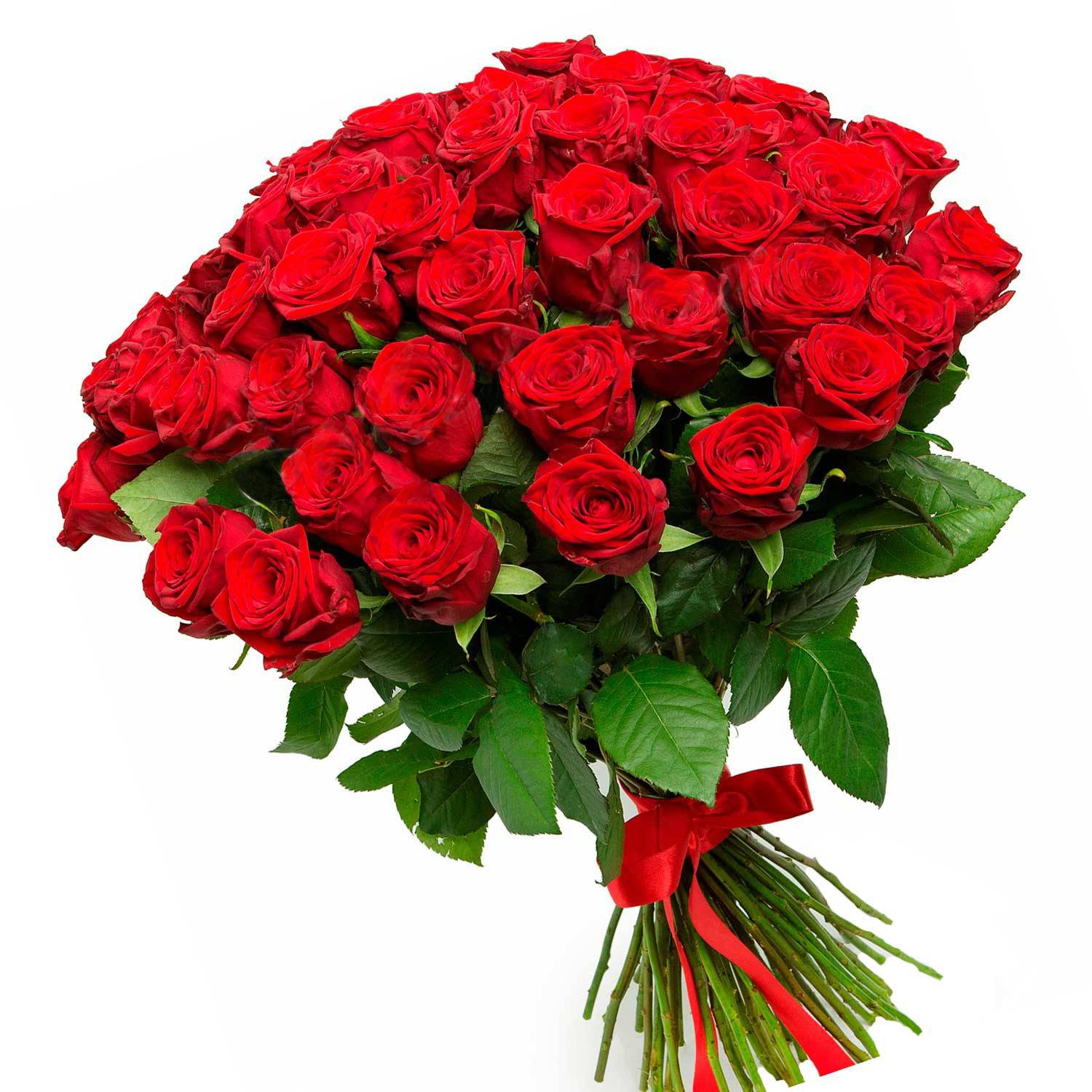 Букет шикарных красных роз на белом фоне