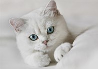 "Белый кот"