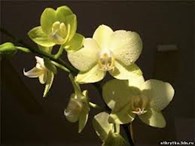 Золотая Орхидея