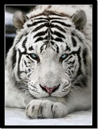 ООО Белый Тигр