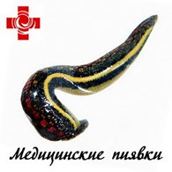 ООО «Медицинские пиявки»