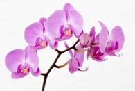 Салон красоты "Орхидея"