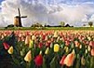 SWETA-FLORA цветы оптом из Голландии и Эквадора