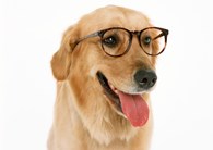 Dog-Shkola - Школа для собак
