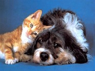 Частный приют для кошек и собак  "Уютный Дом"