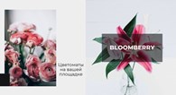 ООО Bloomberry