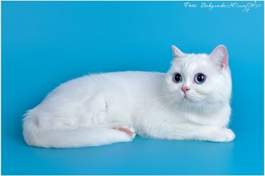 Фото компании ИП Питомник шотландских кошек 15