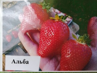 Альба