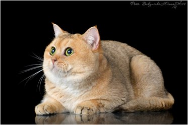 Производитель питомника Мишаня