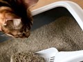 Бентонит для кошачьего лотка