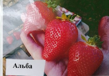 Альба