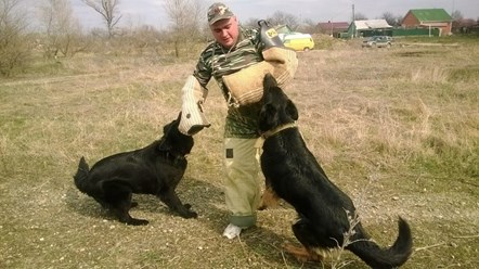 +79898127574. Дрессировка собак всех пород! Тимашевск, Кореновск, Усть Лабинск, Тихорецк, Гулькевичи, Курганинск, Лабинск, Выселки, Мостовской, Белореченск, Хадыженск, Апшеронск, Туапсе, Горячий Ключ.