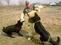 +79898127574. Дрессировка собак всех пород! Тимашевск, Кореновск, Усть Лабинск, Тихорецк, Гулькевичи, Курганинск, Лабинск, Выселки, Мостовской, Белореченск, Хадыженск, Апшеронск, Туапсе, Горячий Ключ.