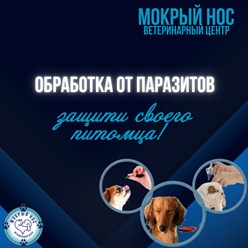 Фото компании ООО Мокрый нос 10