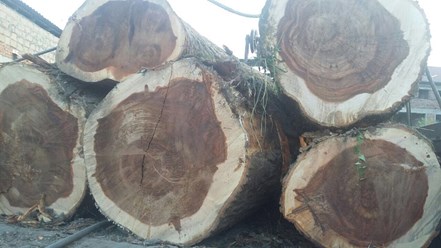 Слэбы из дерева – это широкие продольные спилы цельного участка ствола. Массивные плиты из вяза, дуба, тополя и других пород древесины используют для изготовления оригинальной мебели