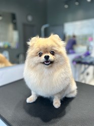 Фото компании ООО Марио Груминг 23