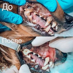 Чистка зубов животным