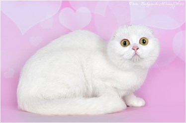 Фото компании ИП Питомник шотландских кошек 27