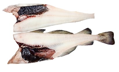 Инспекция Треска ПБГ