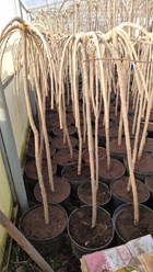 Фото компании  Исида Парк 2