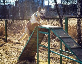 Дрессировка собак  в Ялте. Кинолог Руслан тел. +7(978)-01-777-18 Более подробную информацию о нас смотрите на сайте:  http://www.kinolog-rf.ru/