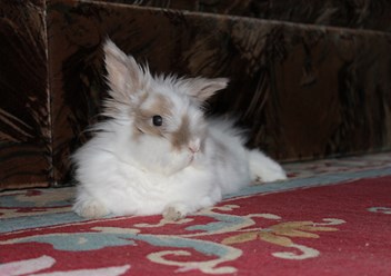 Фото компании самозанятая "ZDEGA" 1