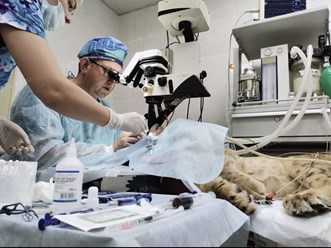 Фото компании  Центр ветеринарной офтальмологии доктора Шилкина А.Г. на ул. Снежная 12