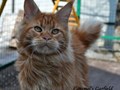 Фото компании  Питомник "Caramel" 1