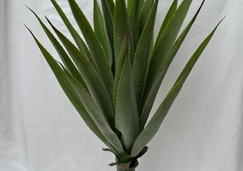 Фото компании ООО FanFlowers.shop 1