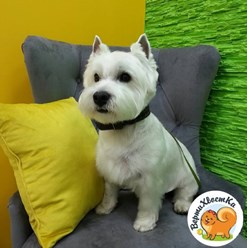 Фото компании  ВертиХвостка 9