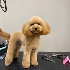 Фото компании  UrbanDog 18