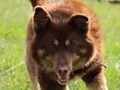 Фото компании СГОБФ Фонд "Зоозащита Плюс" 4