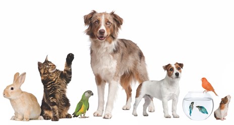 Лечение кошек, собак, грызунов, рептилий, птиц в Спб