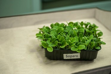 Бораго в Костроме