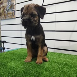 Фото компании  Зооцирюльня ГрумЛюкс 7