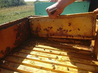 Фото компании ИП Пчеловод Василий Рудобелец 4