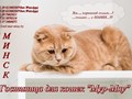 Фото компании ООО Гостиница для кошек "Мур-Мяу", Минск 1