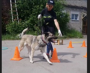 Фото компании  Дрессировка собак Электросталь Ногинск DOGSCHOOL_STAL 6