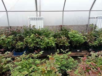 Тепличное проращивание