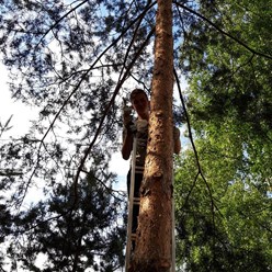 Санитарная чистка сосен