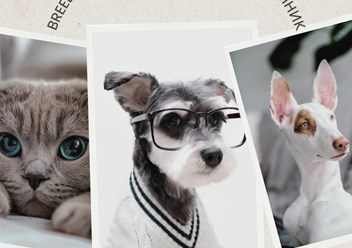 Фото компании ООО Breed Show 3