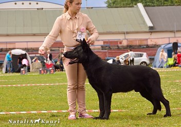 ВЕРНЫЙ ДРУГ ЛОДБРОК ЛЕ ГРАНД
ЮНЫЙ ЧЕМПИОН РОССИИ, ЧЕМПИОН РОССИИИ
Чемпион РКФ, Чемпион Финляндии, КЧК, 3 х СС
Тестирование Т-1, ОКД -1, ЗКС -1
Снимки на дисплазию HD-А, ED-О
Дегенеративная миелопатия