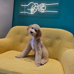 Фото компании  Зоосалон PekkerGroom 5