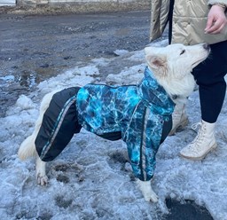 Фото компании Самозанятый Пес в пальто 92