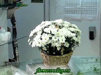 Корзинка из белых хризантем.