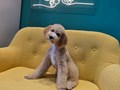 Фото компании  Зоосалон PekkerGroom 5