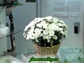 Корзинка из белых хризантем.