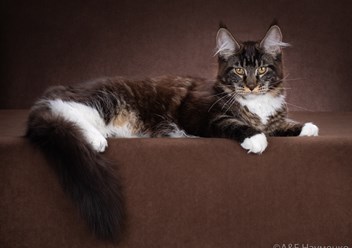 Кошка мейн-кун Ofelia King Size