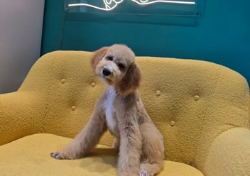 Фото компании  Зоосалон PekkerGroom 5