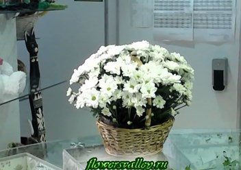 Корзинка из белых хризантем.